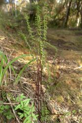 Lindsaea linearis. Mature fertile fronds showing red-brown stipes and rachises.
 Image: L.R. Perrie © Leon Perrie 2015 CC BY-NC 3.0 NZ